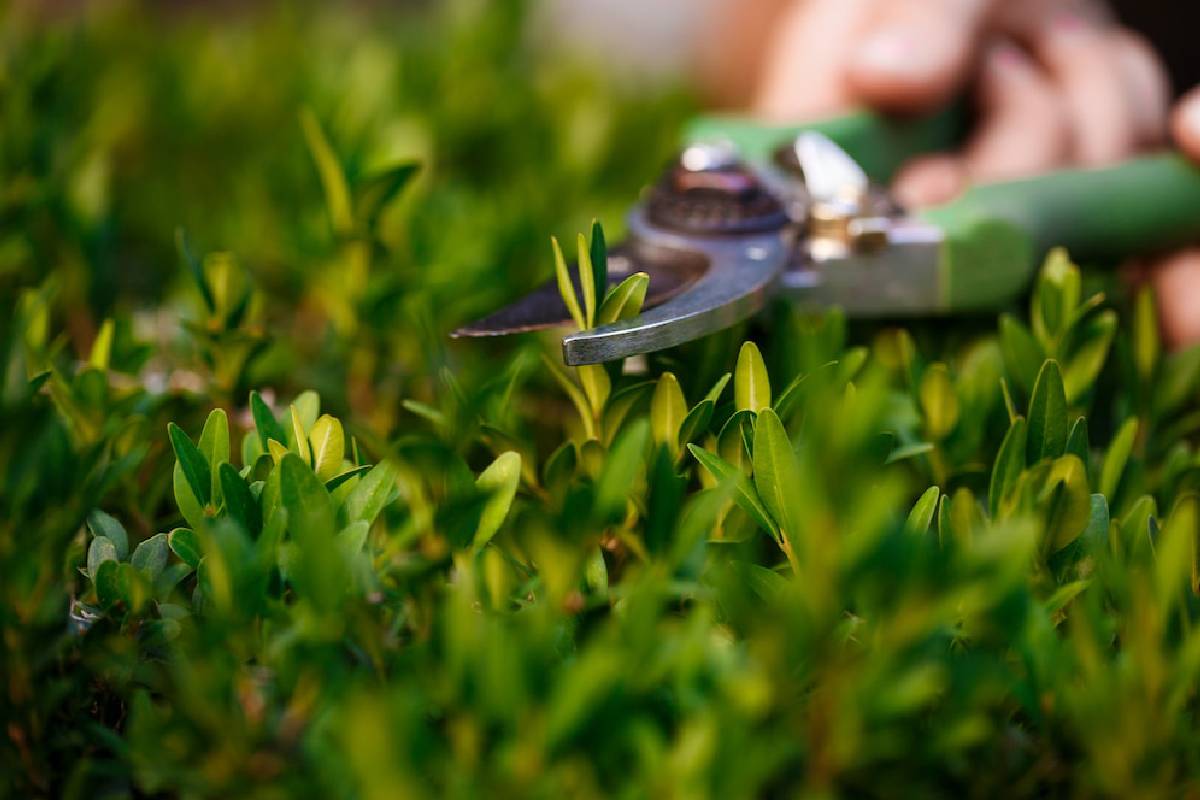 Gardening Landscaping Lawn Service05